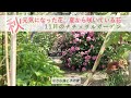 秋 元気になった花、夏から咲いている花　11月のナチュラルガーデン