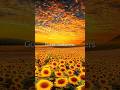 Golden Sunflowers 🌻| Nature Calm #shorts #sunflowers #nature #relaxing #calm  #nature4k #landscape4k