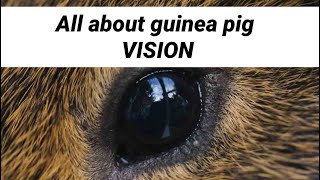 All about guinea pig VISION by Wolftime plus guineapigs 32,376 views 3 years ago 4 minutes, 19 seconds