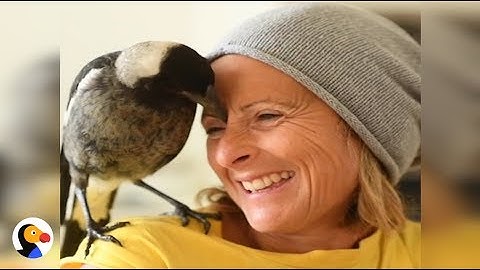 Magpie Bird Saves Family | The Dodo