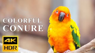 Sun Conure Parrot | Most Colorful Birds In 4K UHD | Water Sound