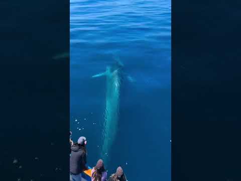 Video: Promatranje kitova u Maineu