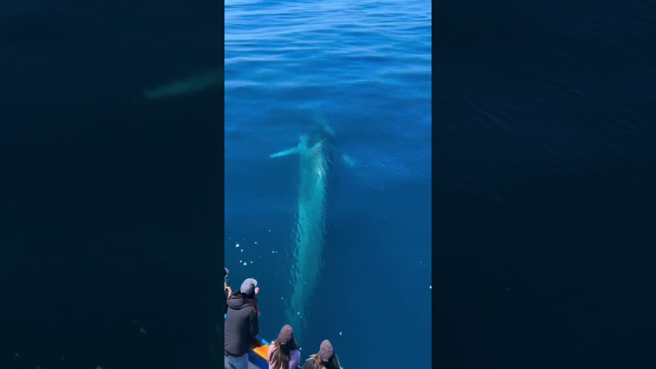 Friendly Fin Whale saying hello to the Dana Pride! 🐳👋🏻🐳👋🏻🐳👋🏻