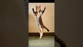 funny🤣cats😻and dogs🐶#  funny cats and dogs sort video # #funny #funny animals🐺# #cat #l #pets sort #