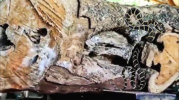 surprising discovery of decades-old hollow teak log at sawmill