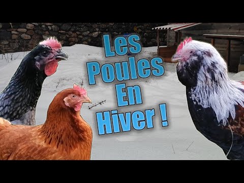 Vidéo: Poulets et temps froid: prendre soin des poulets en hiver