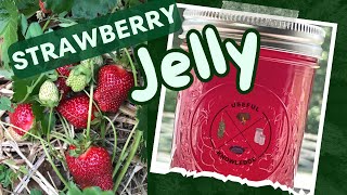 Strawberry Jelly | Useful Knowledge by Useful Knowledge 5,009 views 10 months ago 23 minutes