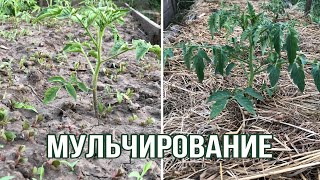 Мульчирование томатов Мульча на огороде