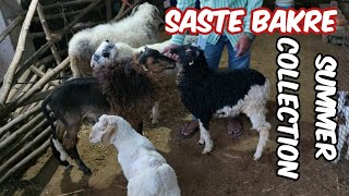 saste bakre for sale in Hyderabad at yaseen goat farm | bannur karnataka guntur & rampuri sheep's