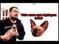 VITA CON UN GATTO SPHYNX - MILO - con Michele Mari (e Milo)