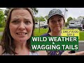 Wild weather and wagging tails