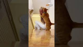 Наши верные друзья🐱  #любимцы