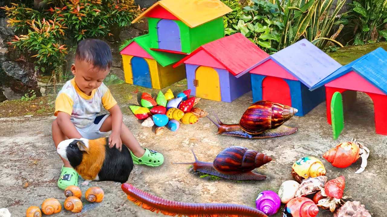 Menemukan Banyak Hewan Keong Bekicot, Luwing Kaki Seribu, Kepiting,  Kelomang, Milipede, Hermit Crab