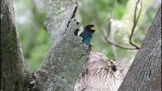 Burung Tengkek Buto | Suara Mp3 Burung Tengkek Buto | Masteran Tengkek Buto
