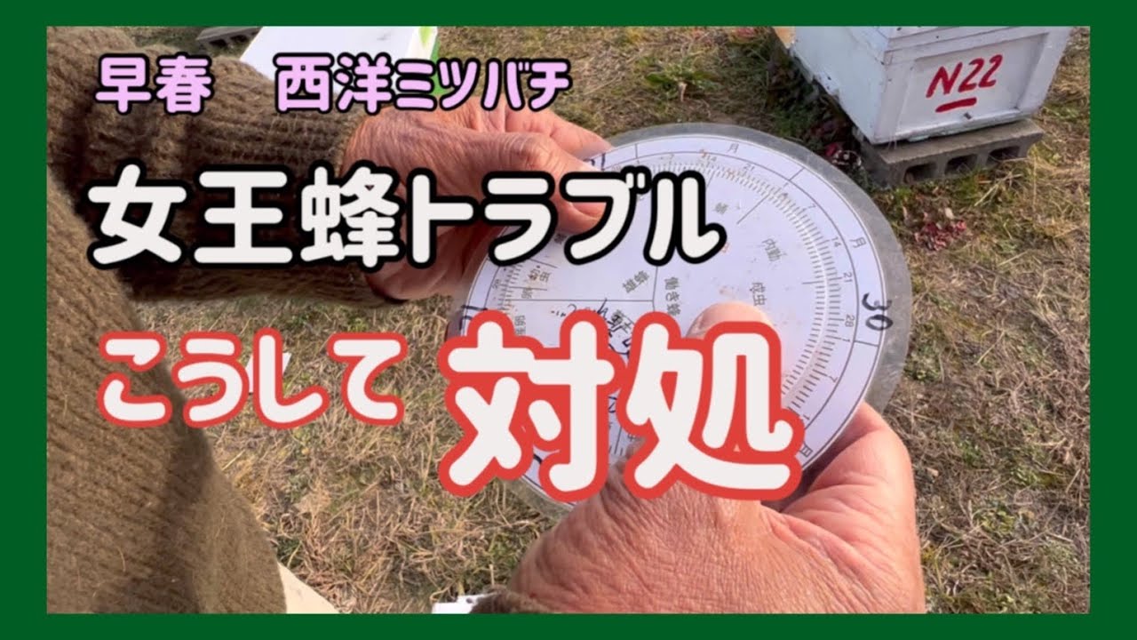 [Eng sub] Early Spring, How to deal with unmated queen bees, queen-less , Laying workers