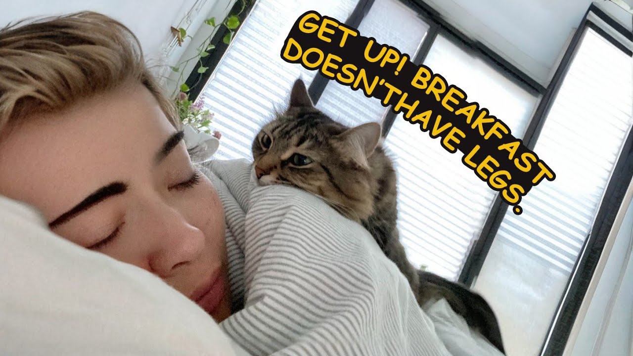 When a Sweet Cat Becomes the Comedian That Makes You Laugh All Day ?