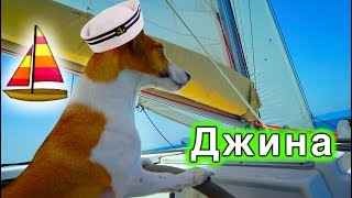 ДЕНЬ СОБАКИ ДЖИНЫ НА ЯХТЕ ЭЛЛИ ДИ ШТОРМ В МОРЕ | Elli Di Pets ДЕНЬ СОБАКИ ДЖИНЫ НА ЯХТЕ ЭЛЛИ ДИ ШТОРМ В МОРЕ | Elli Di Pets