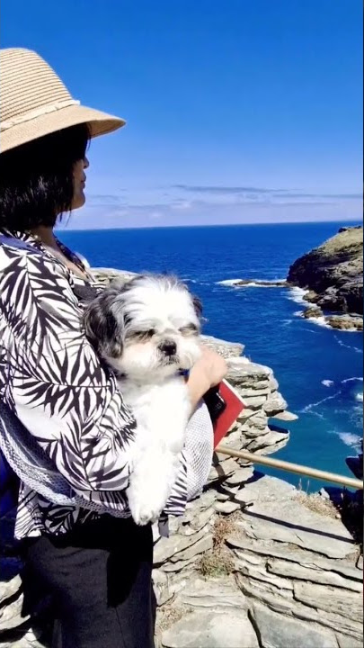 Holiday #holiday #costal #shortvideo #shorts #dogshort #cornwell #happy #holidaylife #enjoy #dogs