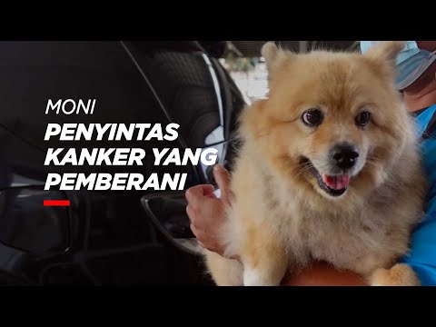 Video: Kisah Kanker Cardiff, Bagian 1 - Keadaan Menantang Memperlakukan Anjing Saya Sendiri Sebagai Pasien