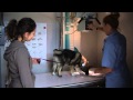 Careers in Veterinary Medicine and Animal Care