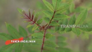 Download Lagu Panen Andaliman | RAGAM INDONESIA (27/07/20) MP3