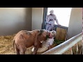 Albino elephant calf Khanyisa greets Adine upon her return