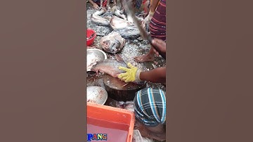 Amazing Great Delicious Pangas Fish Cutting Techniques | Fish Cutting Skills