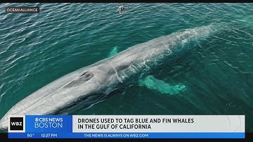 Gloucester-based Ocean Alliance tags endangered whales using "SnotBot" drone for first time