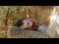 Jayden baby cries seizure  jade mom hit and bite weaning baby no milk  baby monkey post