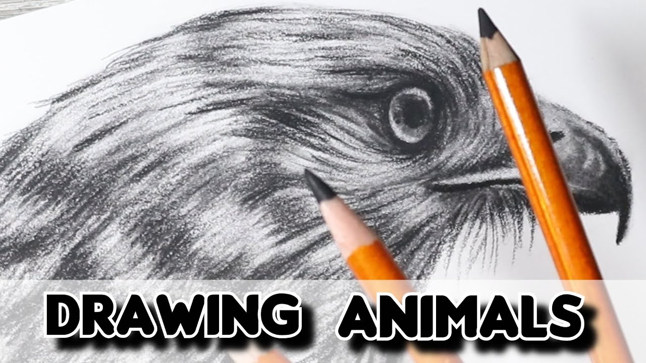 How to Draw ANIMALS in Charcoal Pencils! - YouTube
