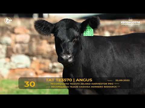 LOTE 30 - TAT TE3570 Angus