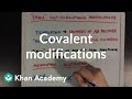 Covalent Modifications to Enzymes Quiz