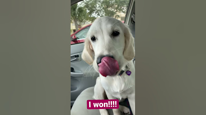Puppy won squid games! Look at her prize! #shorts
