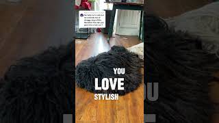 This Dogs Hair Grows Like A Humans And It Can Get Dreadlocks