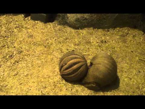 丸まるマタコミツオビアルマジロ Armadillo 東山動物園 Youtube