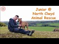 Meet junior the mastiff  north clwyd animal rescue