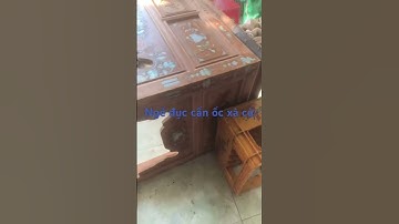 Ngề đục cẩn ốc xà cừ