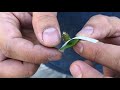 How to Graft a Dragon Fruit Seedling Part 1