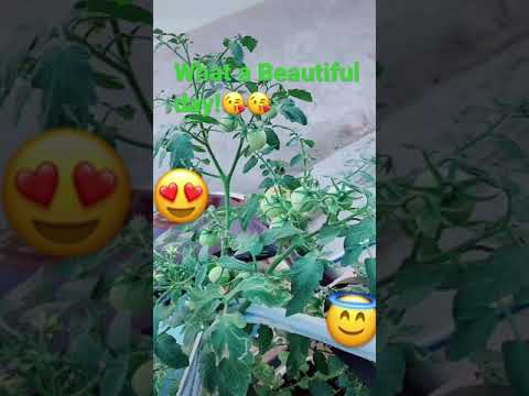 Having sometime to see the beautiful sky with my healthy tomato 🍅 😀🥰😇