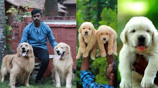 ഇത്രയും ക്യൂട്ട് ആയ ഡോഗ്സിനെ കണ്ടിട്ടുണ്ടോ|Top Quality Golden Retriever Kennel