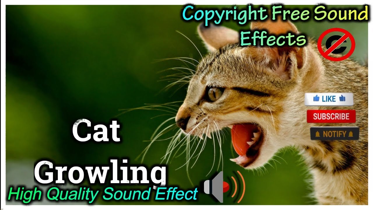 Cat Growling Sound Effect High Quality Sound NCS Effects Royalty