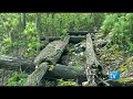 Old Logging Films #2