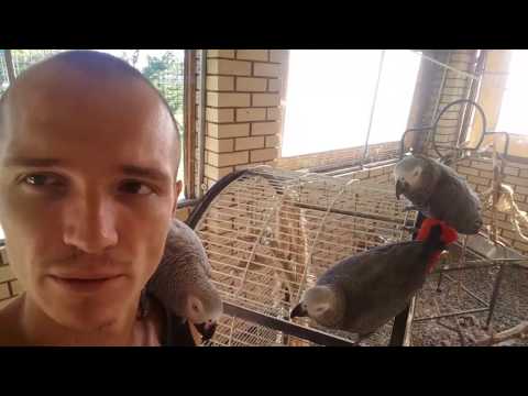 African Grey Parrots – Earth Haven Project African Grey Parrots – Earth Haven Project