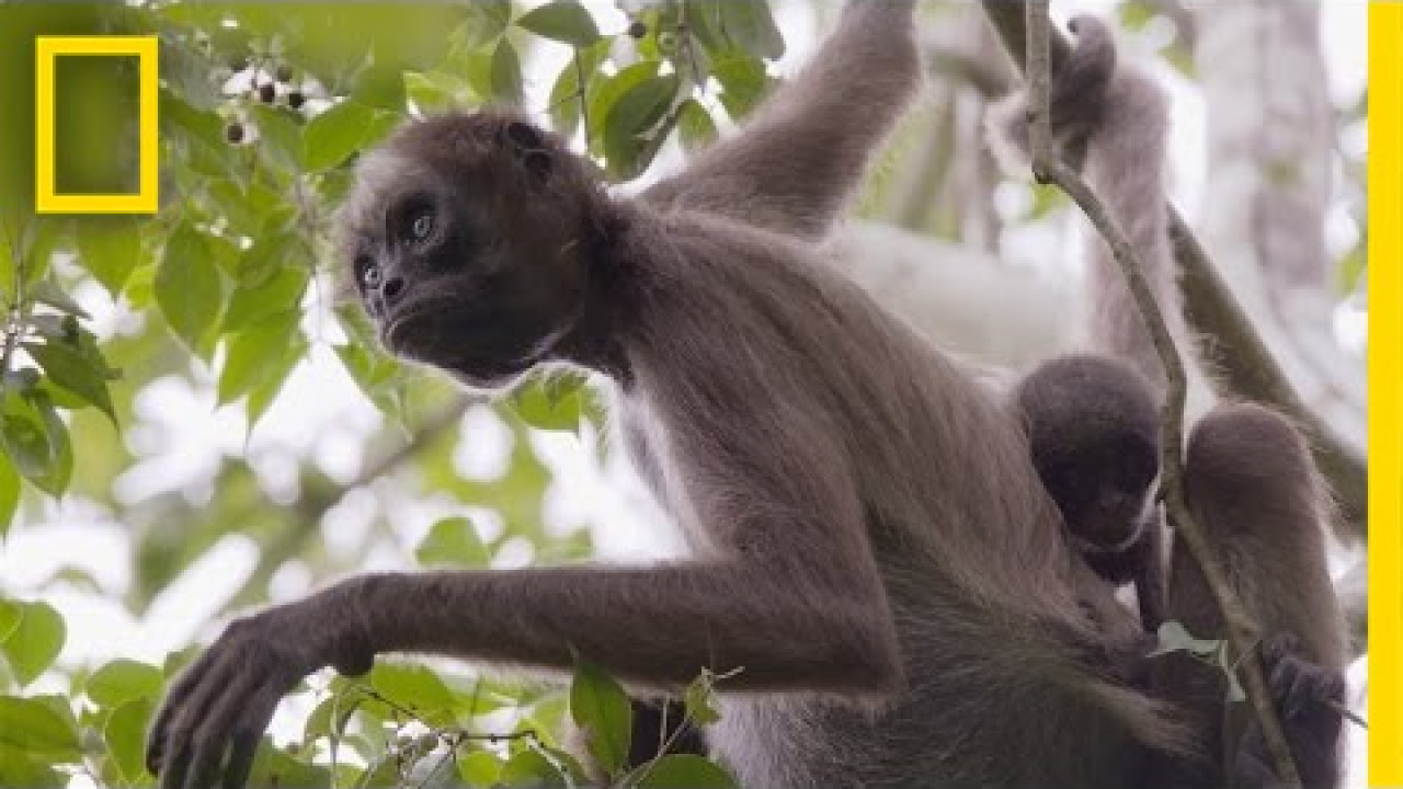 Swing Through the Trees With Amazing Spider Monkeys  National Geographic