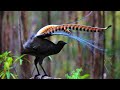 Amazing bird sounds from the lyrebird   the bird can copy the sound  the best song bird