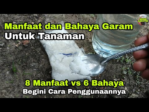 Video: Apakah air garam kolam buruk untuk tanaman?