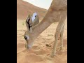 قولوله انه القلب ما ناسنه