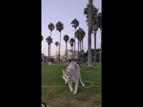 Hungry North American Indian Dog Pup Bred W/Root Wolf Stock
