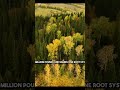 Pando Oldest Life Threatened Pando Ancientlife Naturemystery Earthsecrets Climateimpact Oldest 
