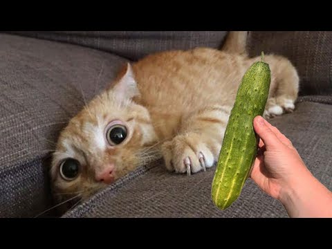 Я Ржал До Слез😂 Приколы / Смешные Видео / Подборка "Кошки боятся огурцов" - Веселые кошки